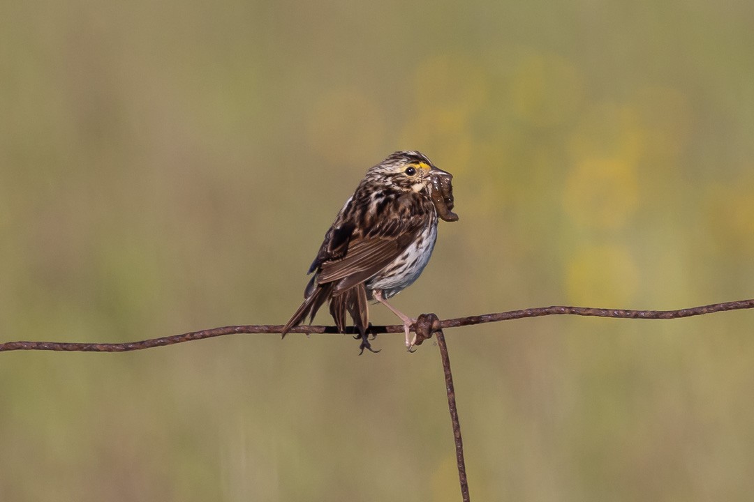 Savannah Sparrow - ML620427556