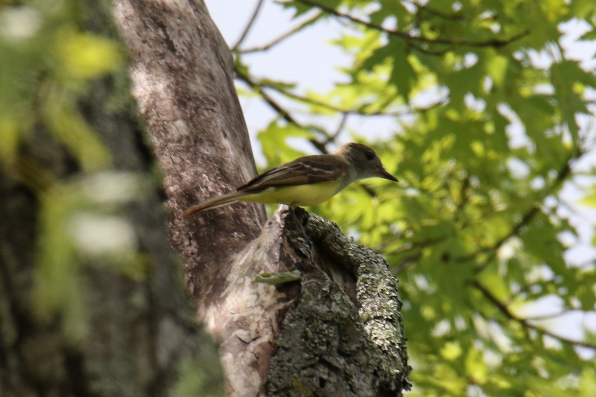 Great Crested Flycatcher - ML620427565