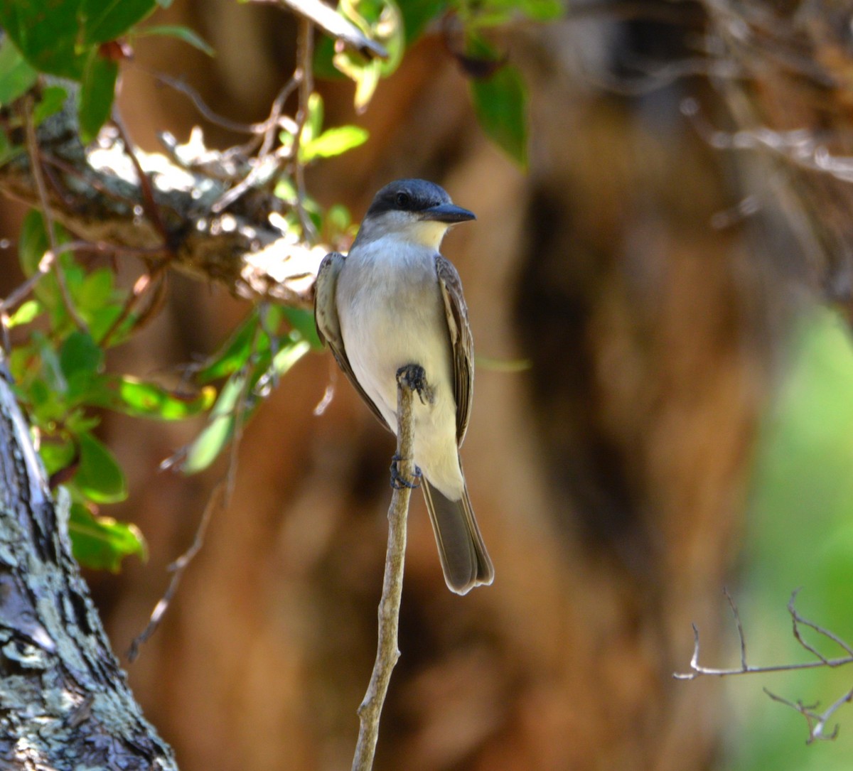 Gray Kingbird - ML620427574