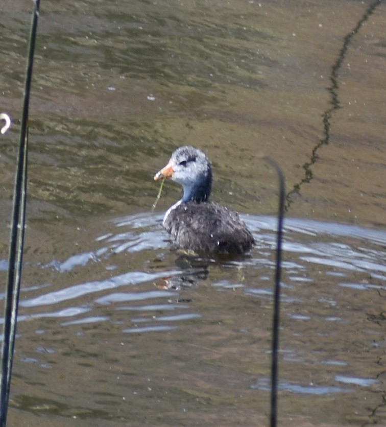 American Coot - ML620427579