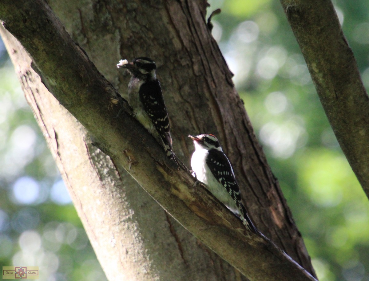 Downy Woodpecker - ML620427580