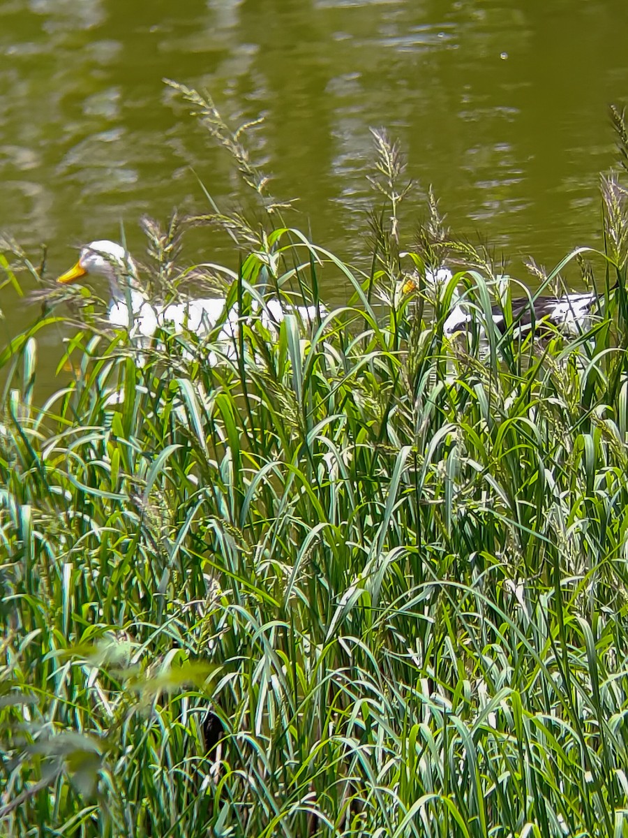 Canard colvert (forme domestique) - ML620427587