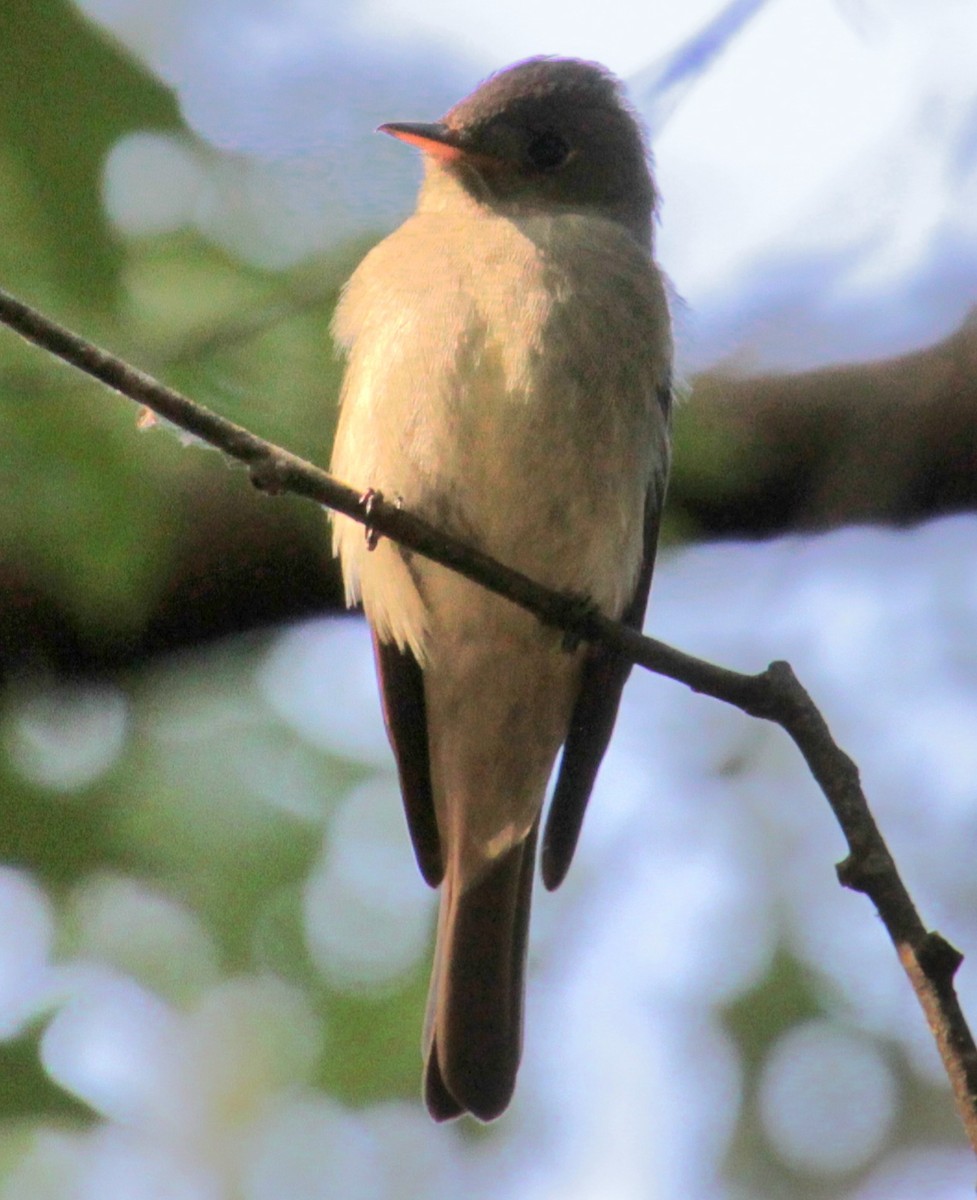 Eastern Wood-Pewee - ML620427588