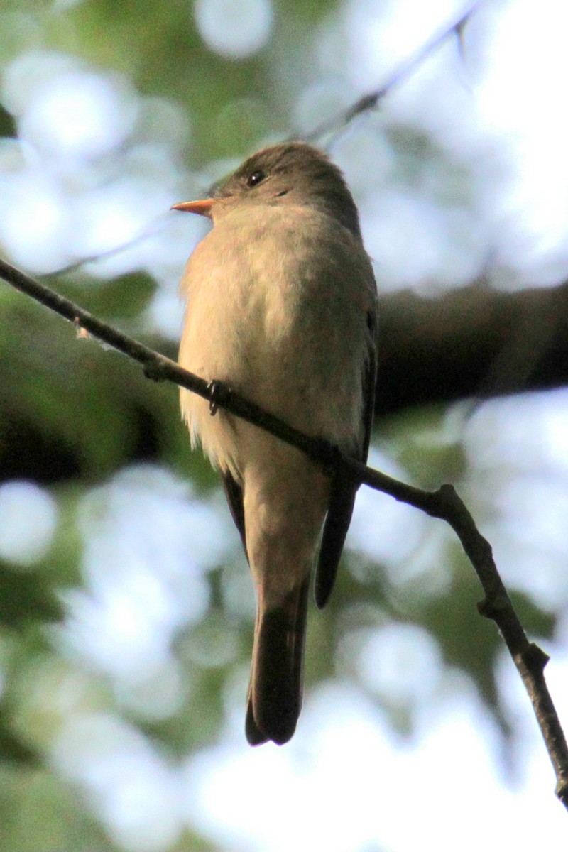 Eastern Wood-Pewee - ML620427592