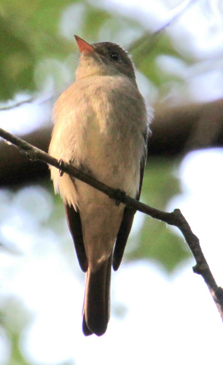 Eastern Wood-Pewee - ML620427593