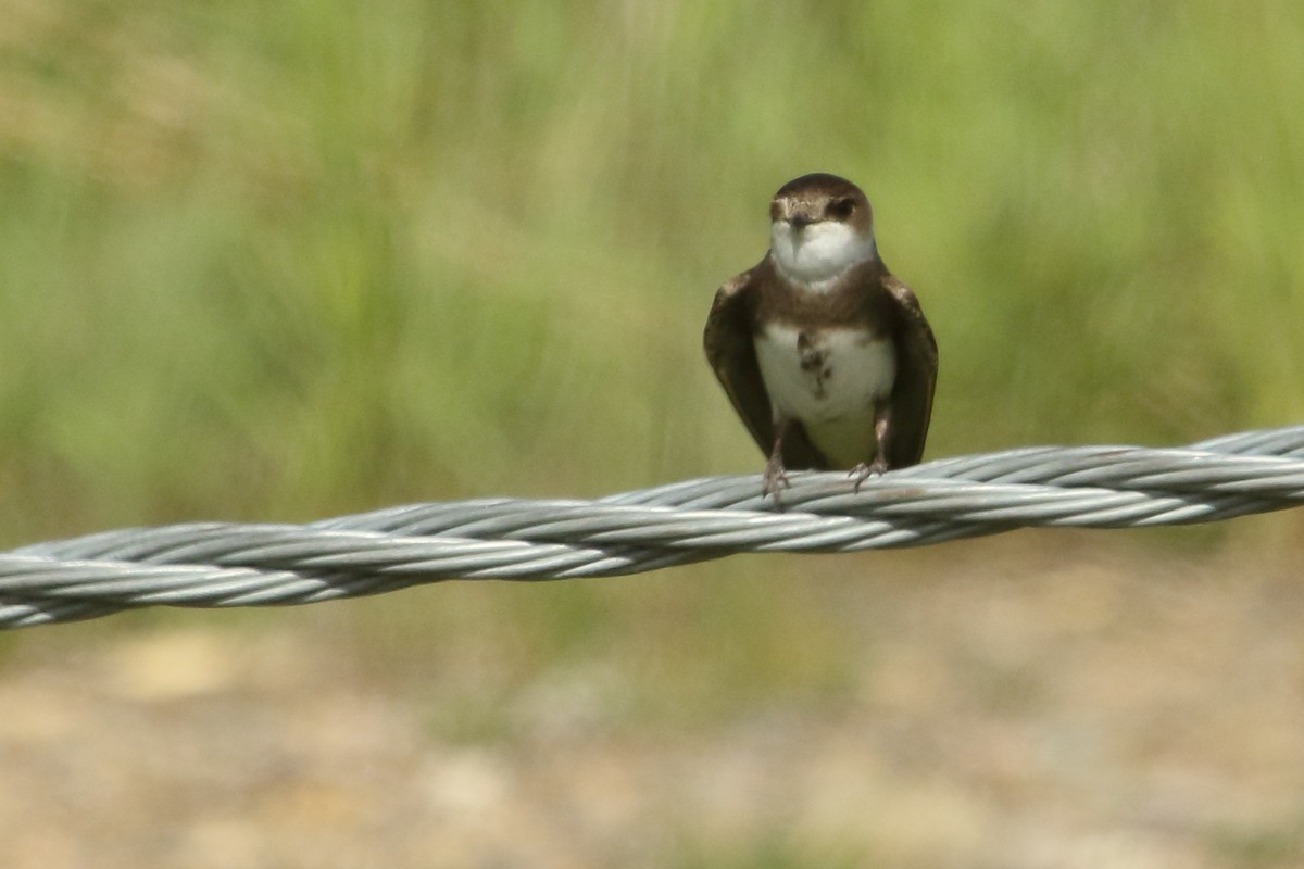 Bank Swallow - ML620427598