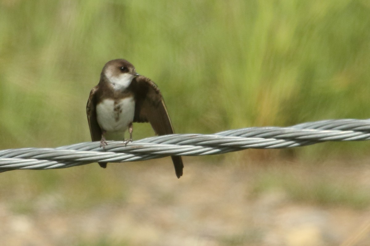 Bank Swallow - ML620427599