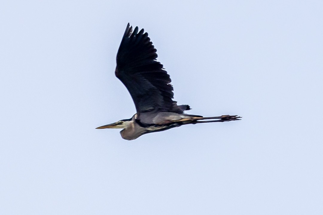 Great Blue Heron - ML620427601