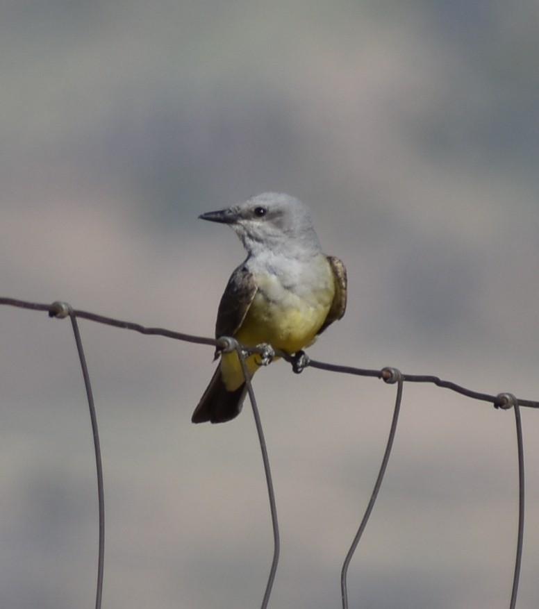 Western Kingbird - ML620427603