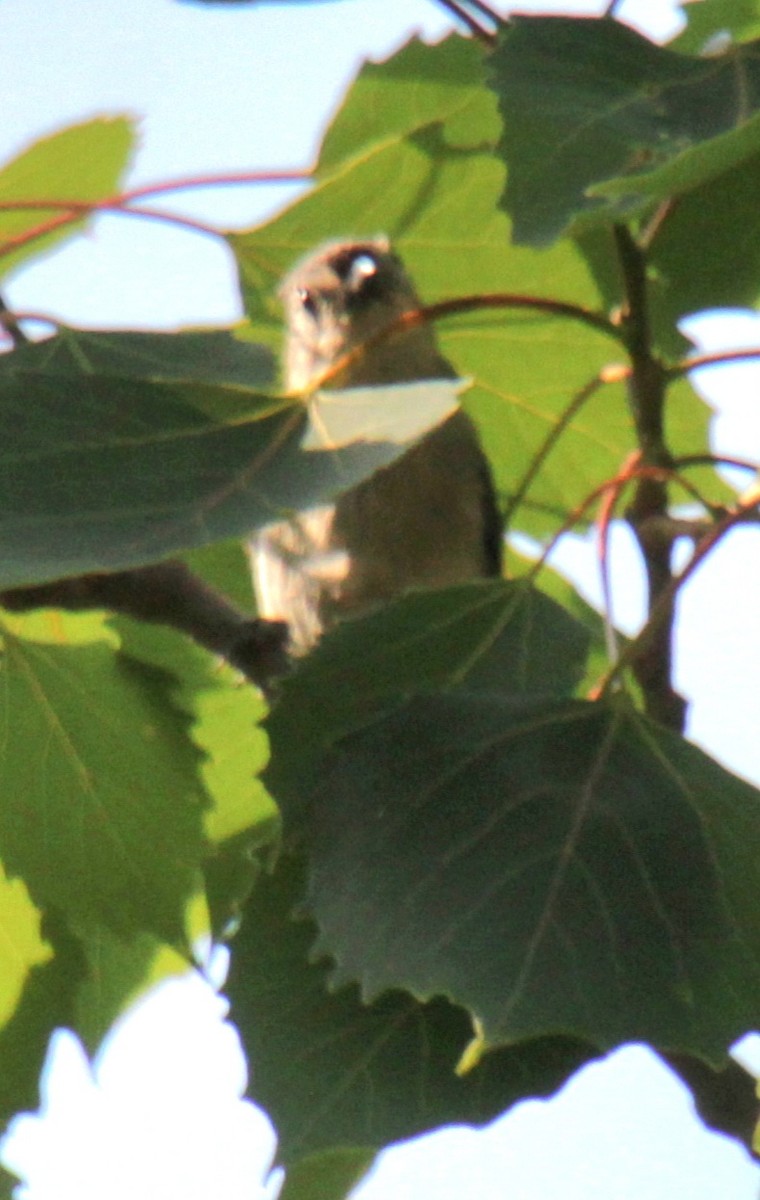 Tufted Titmouse - ML620427604