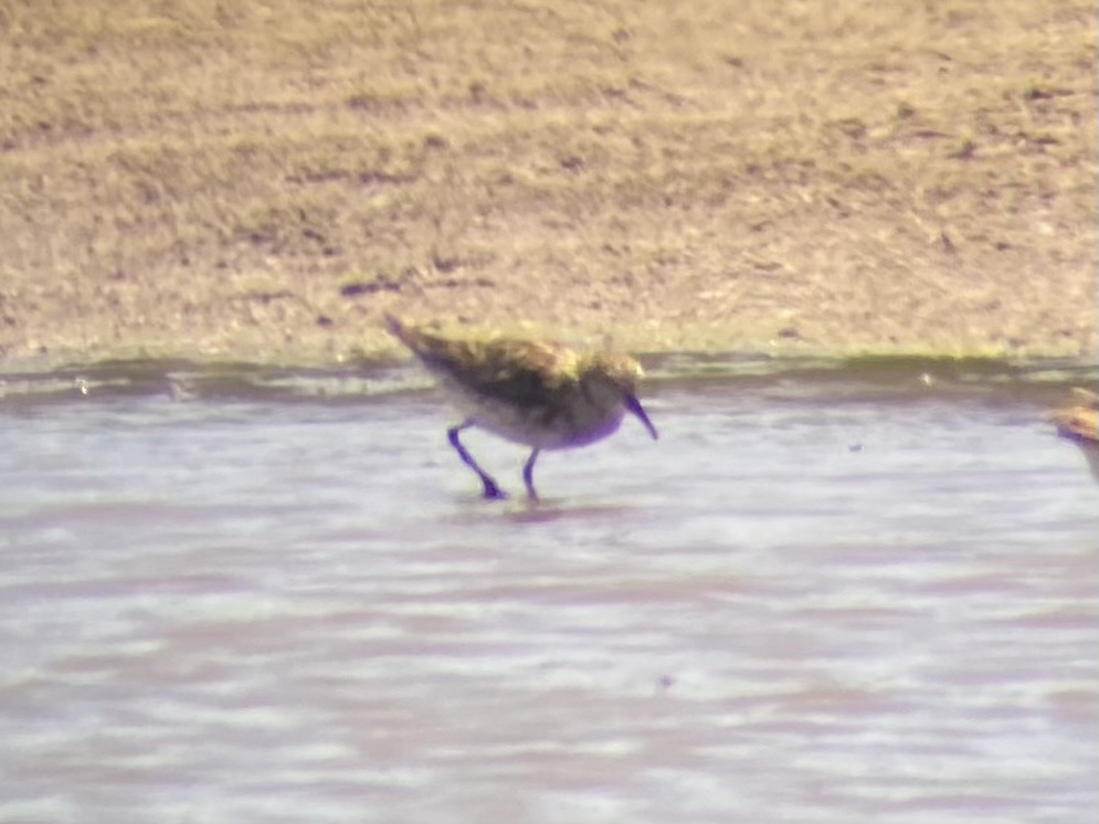 White-rumped Sandpiper - ML620427605