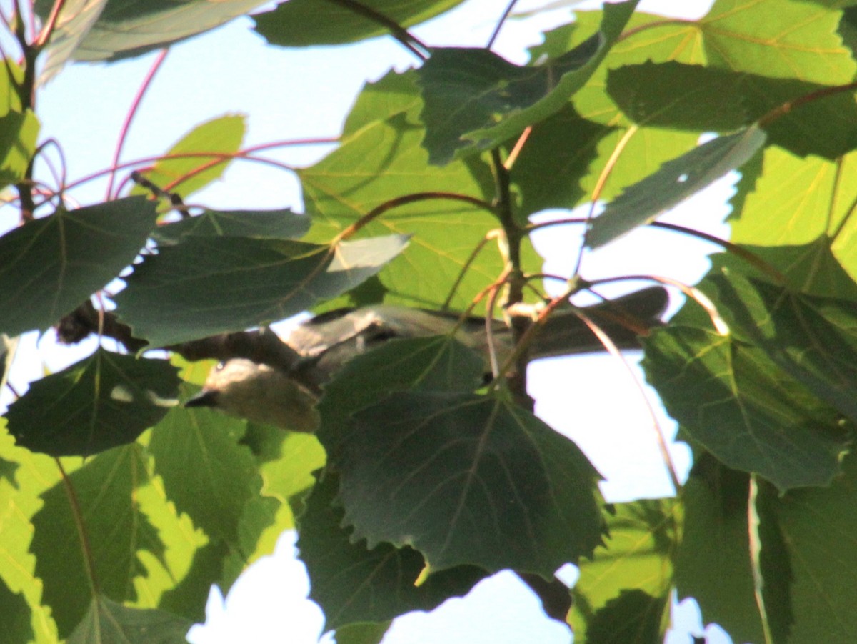 Tufted Titmouse - ML620427606