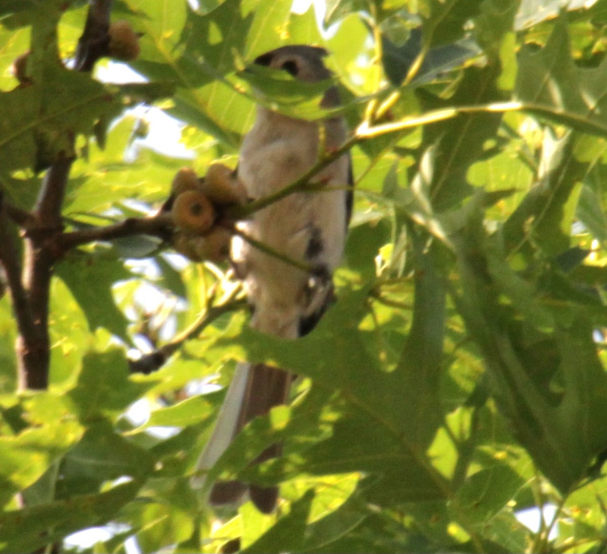 Tufted Titmouse - ML620427608