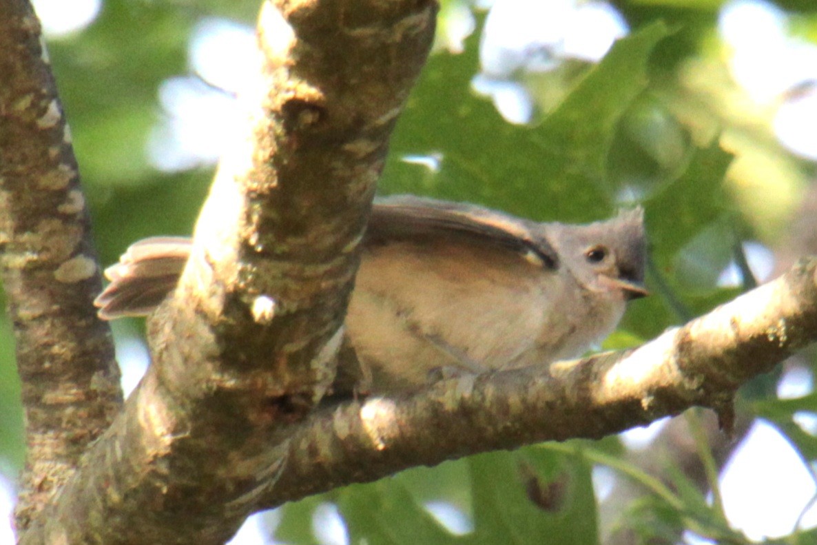 Tufted Titmouse - ML620427609