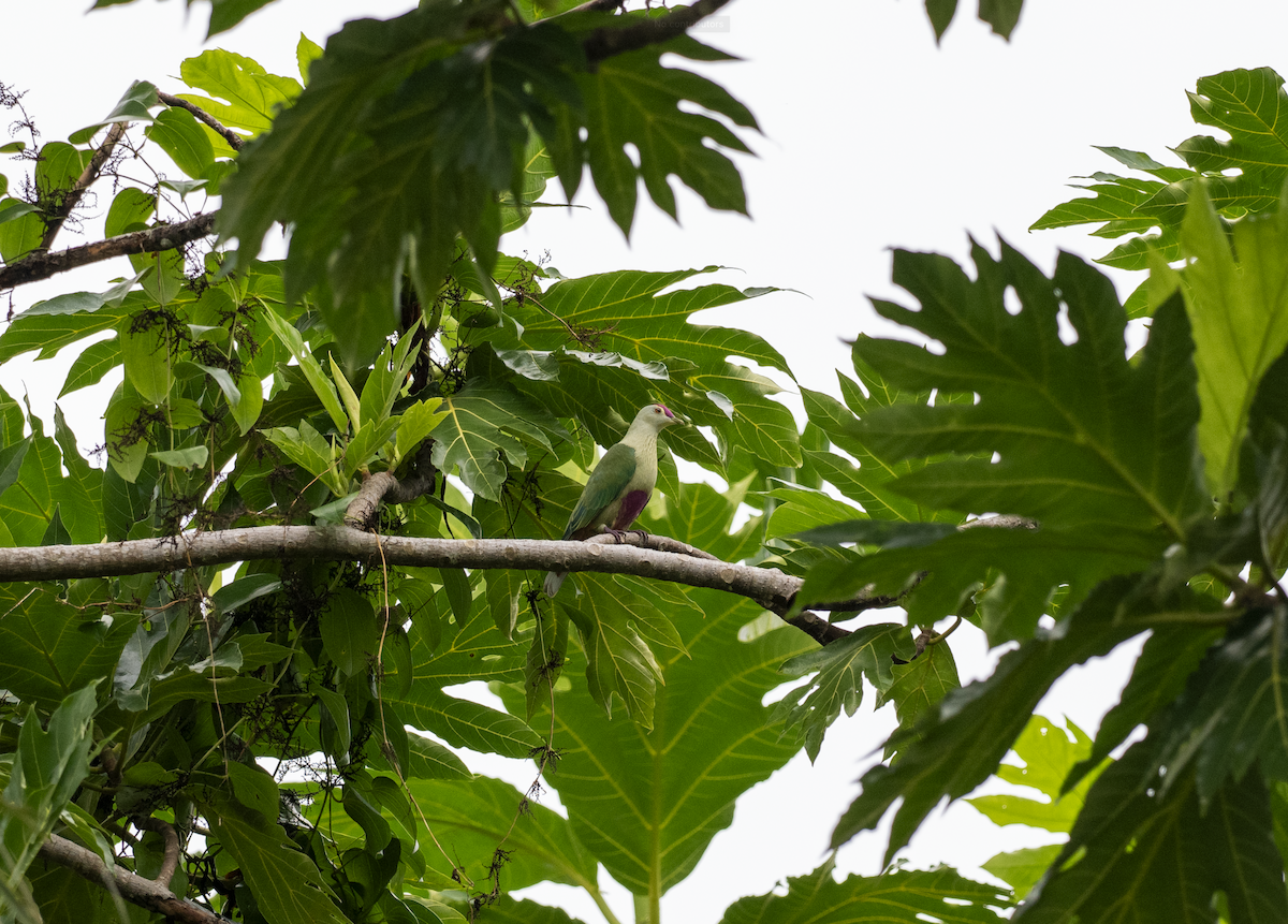 Red-bellied Fruit-Dove - ML620427613