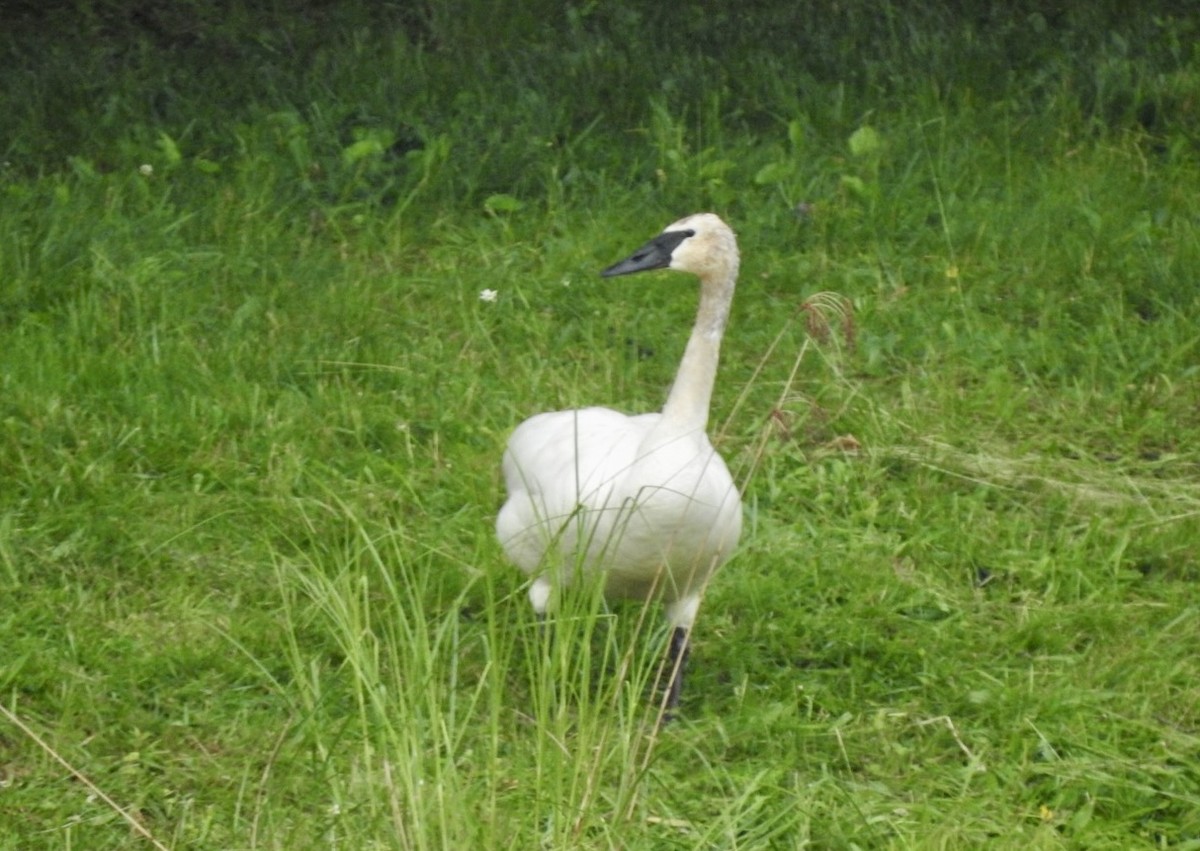 Trumpeter Swan - ML620427615