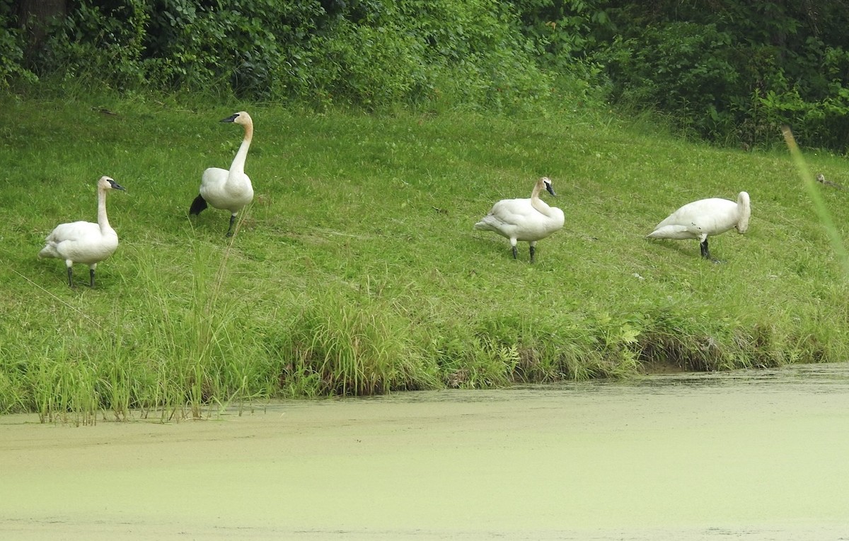 Cisne Trompetero - ML620427616