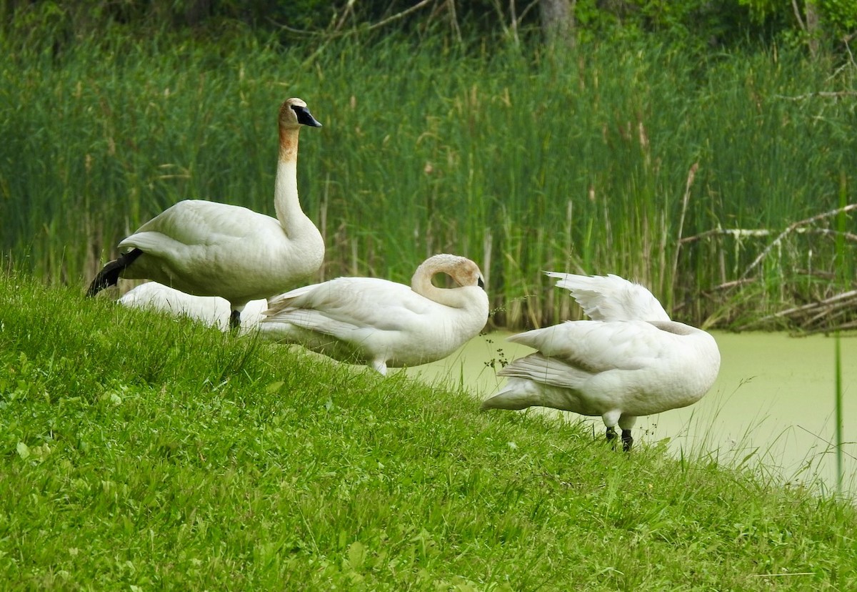 Trumpeter Swan - Betsy MacMillan