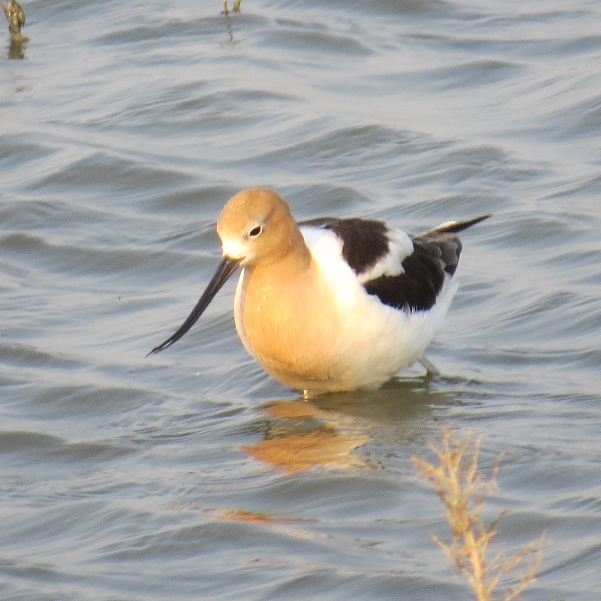 Avocette d'Amérique - ML620427622