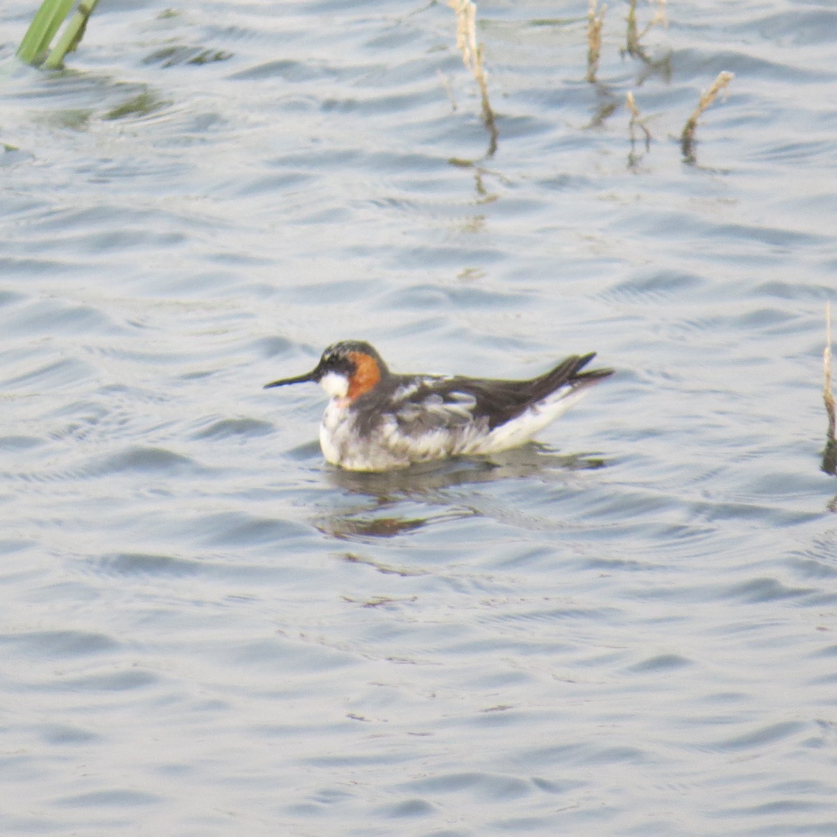 Red-necked Phalarope - ML620427625