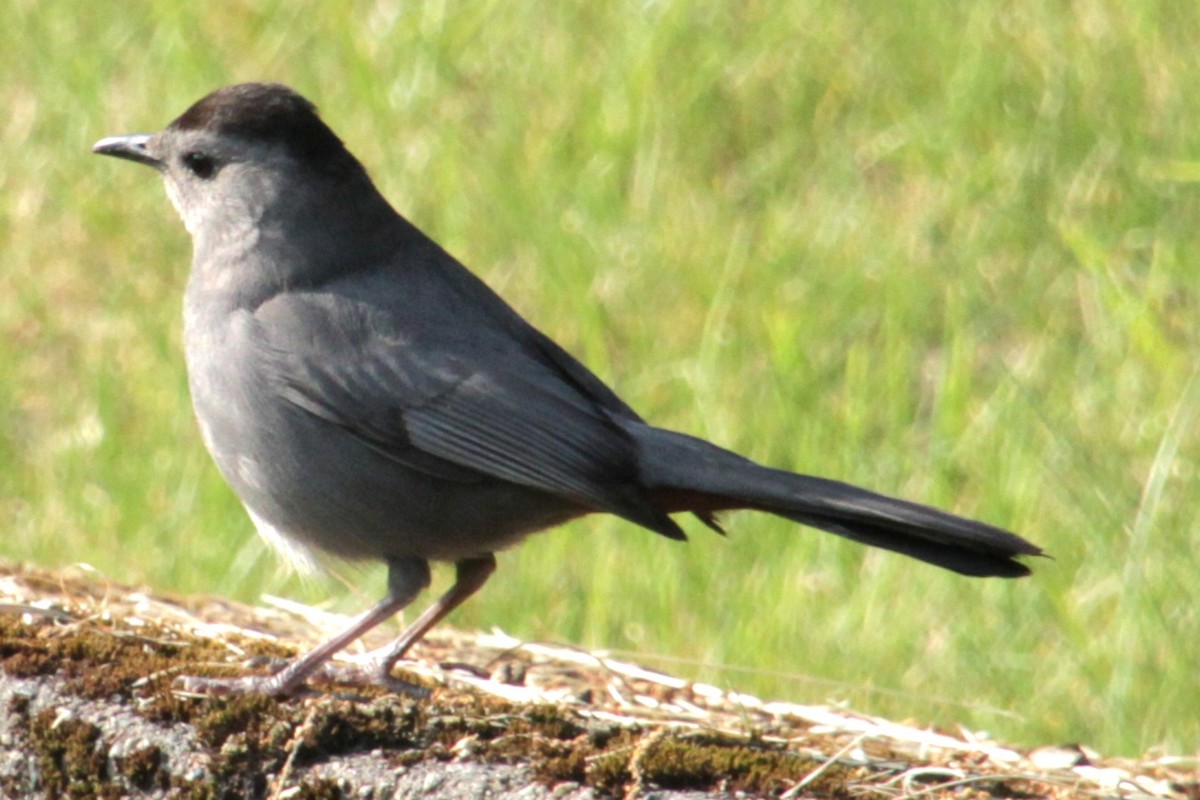 Gray Catbird - ML620427631