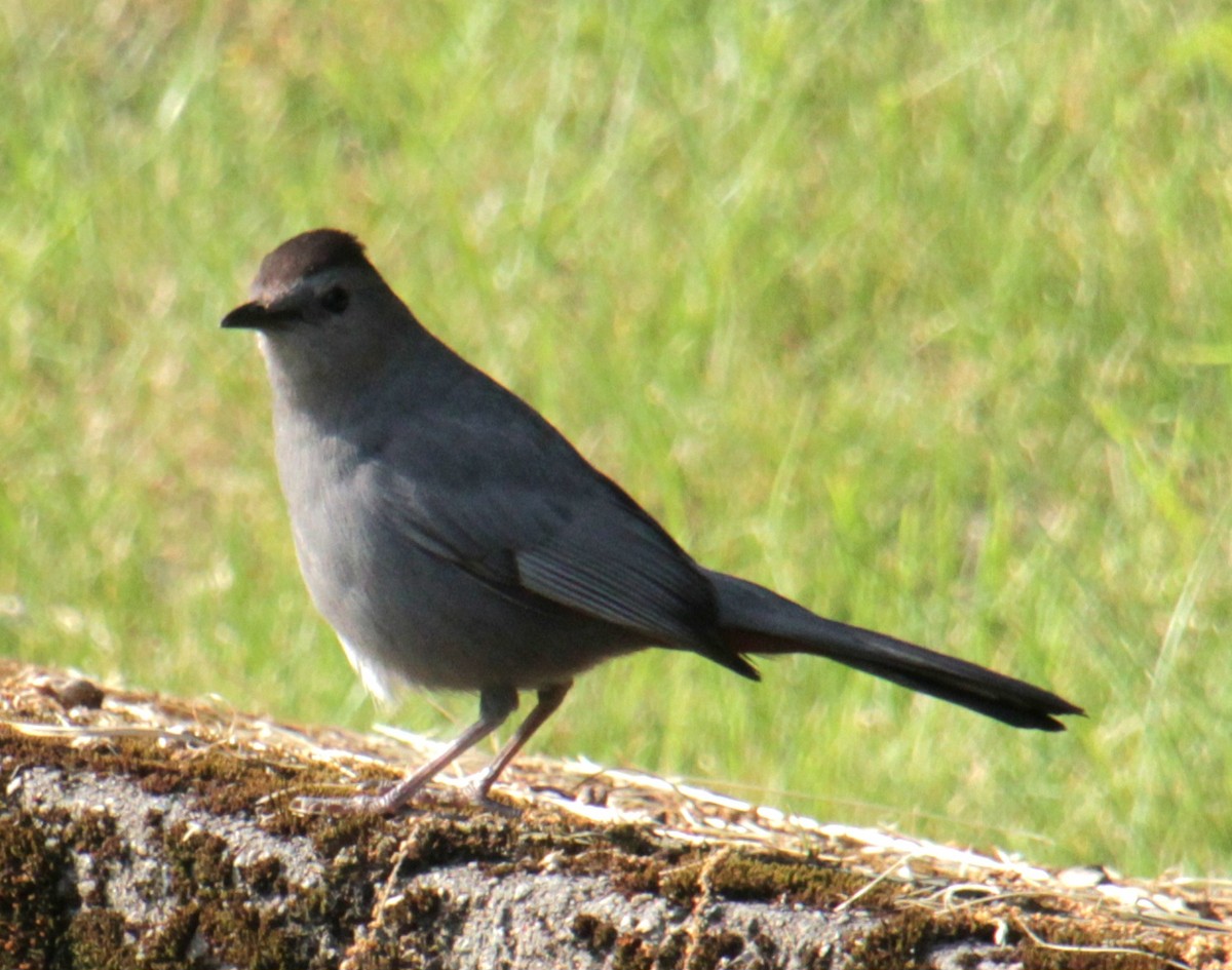 Gray Catbird - ML620427632