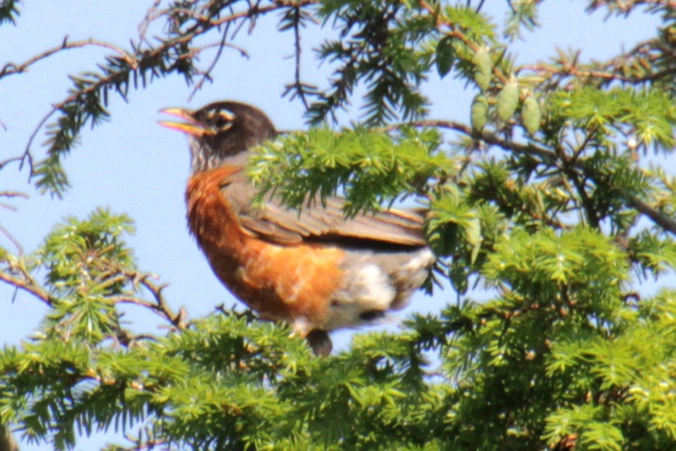 American Robin - ML620427636