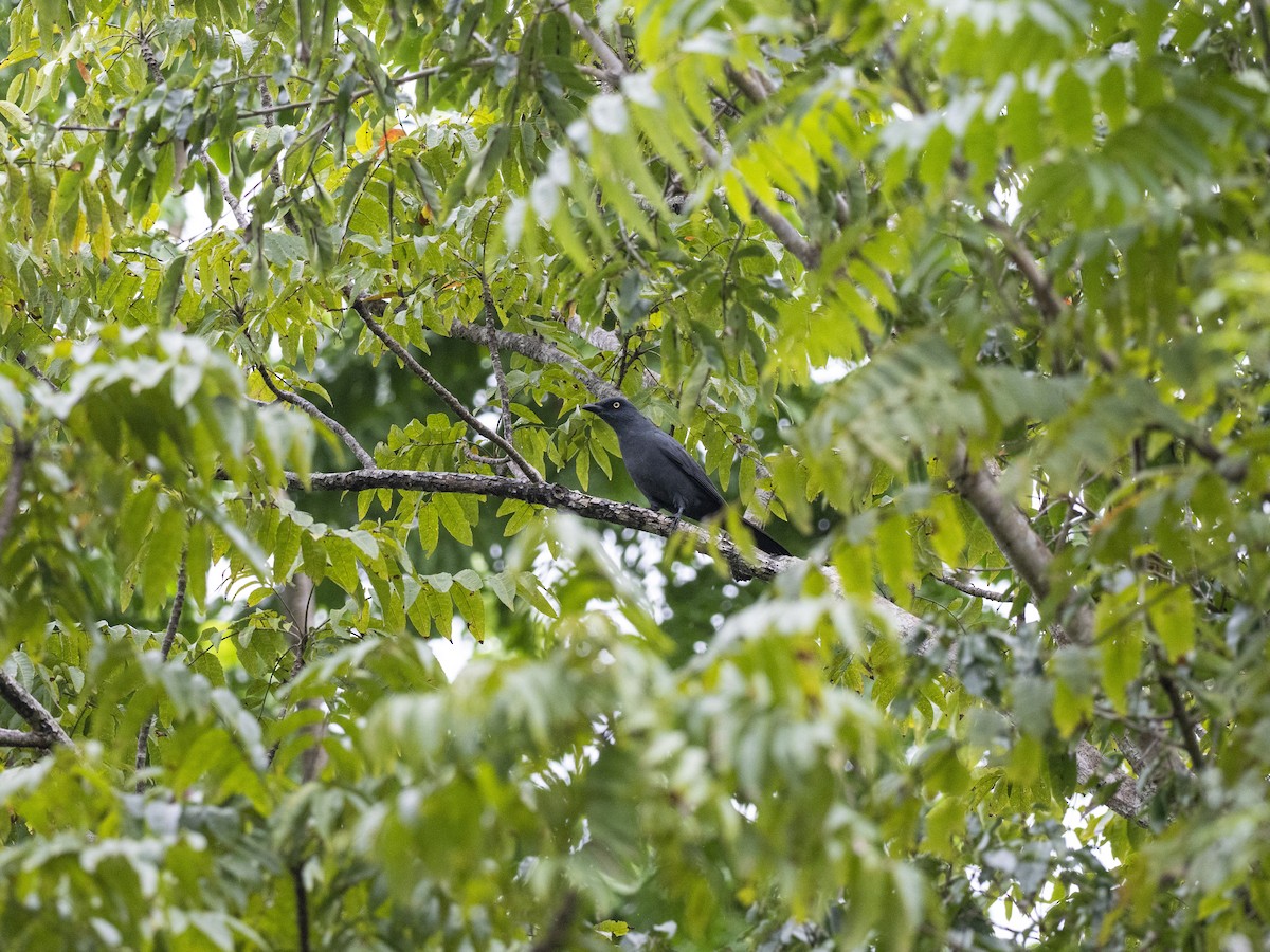 South Melanesian Cuckooshrike - ML620427639