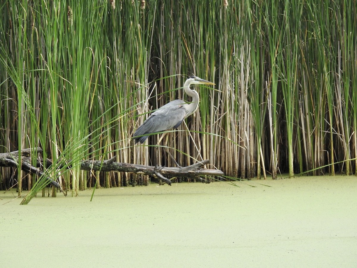 Great Blue Heron - ML620427640