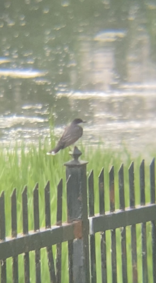 Eastern Kingbird - ML620427643