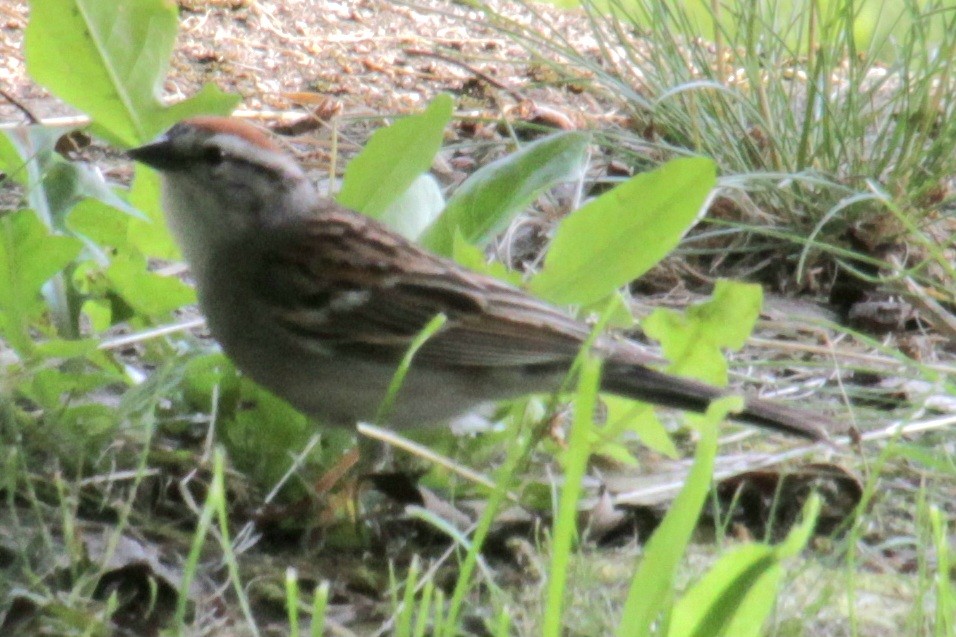 Chipping Sparrow - ML620427646