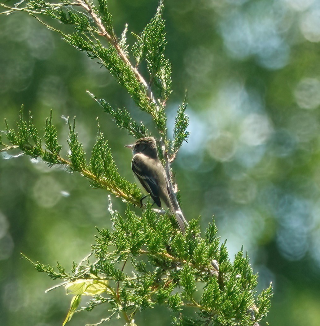 Willow Flycatcher - ML620427648