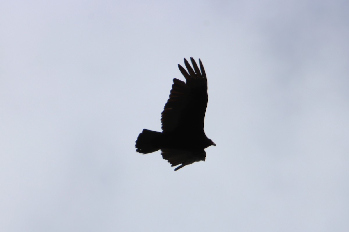 Turkey Vulture - ML620427653