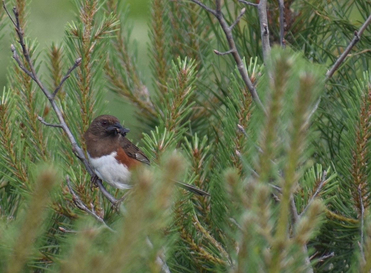 Eastern Towhee - ML620427658