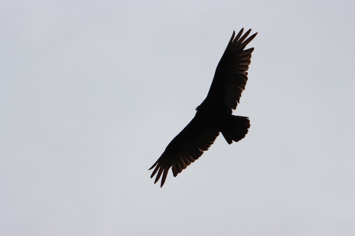 Turkey Vulture - ML620427659