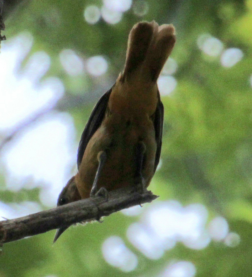 Baltimore Oriole - ML620427667