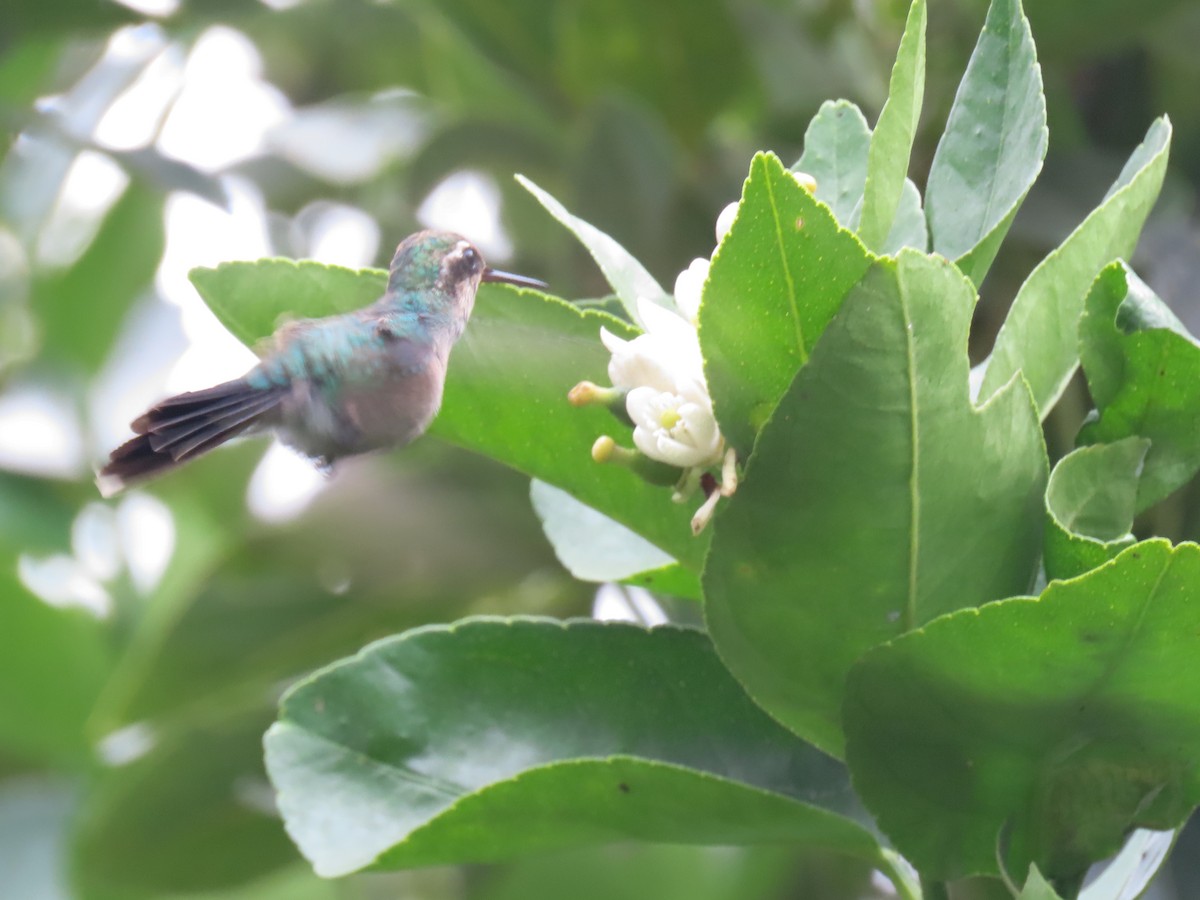 Canivet's Emerald - ML620427674