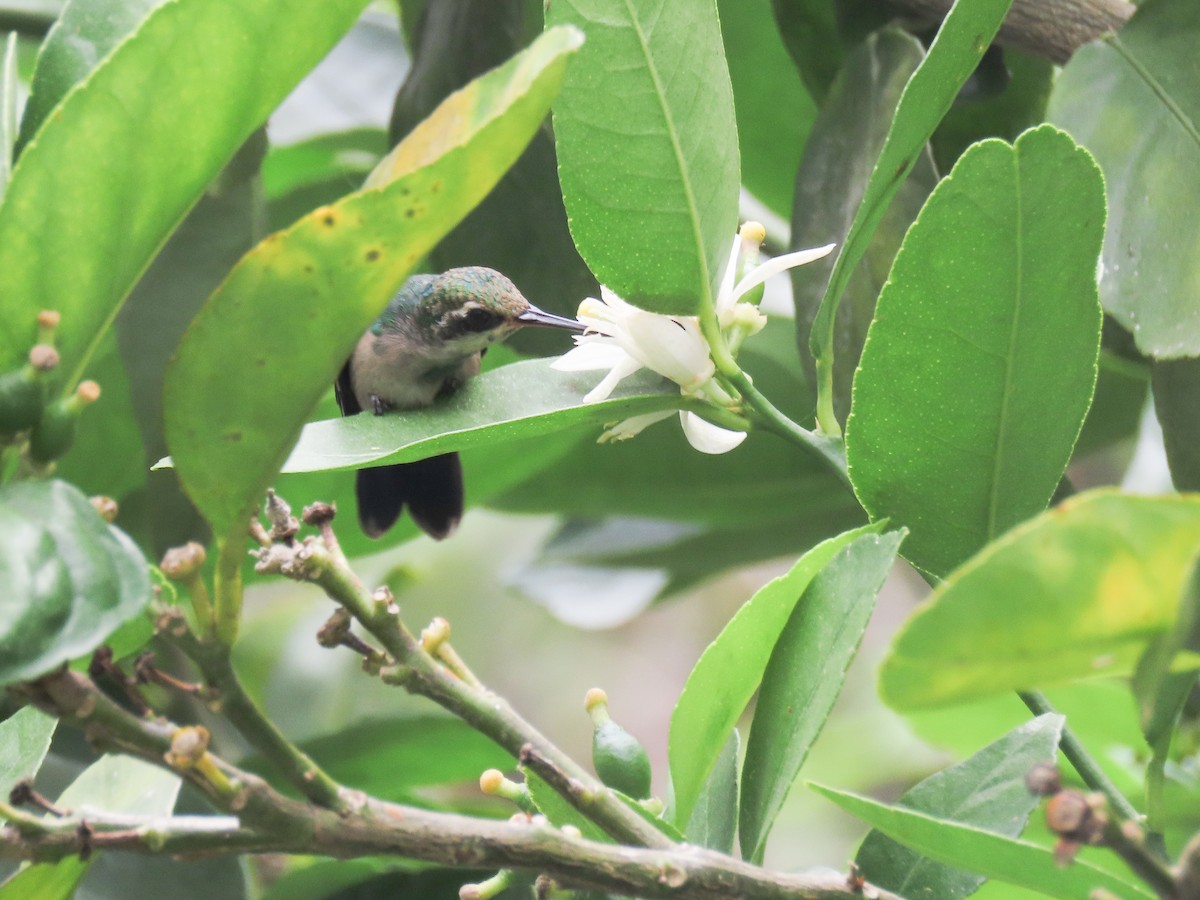 Canivet's Emerald - ML620427675