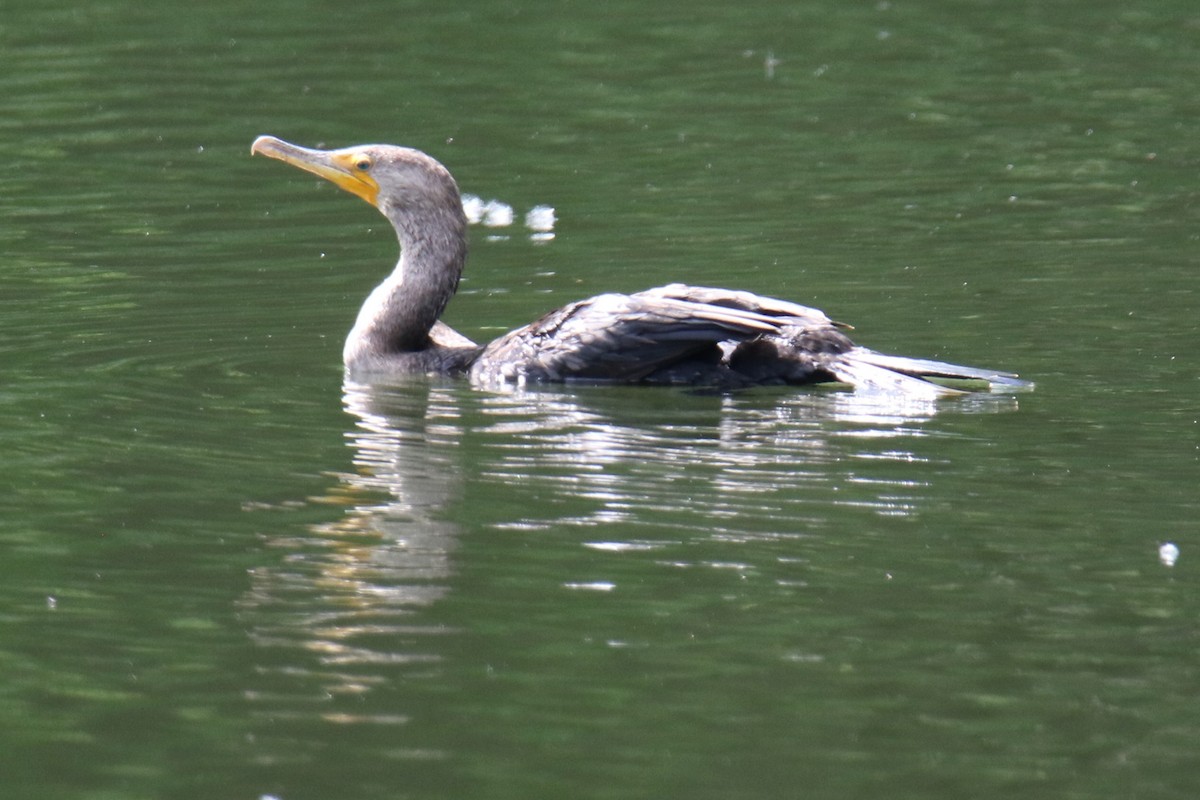 Double-crested Cormorant - ML620427677