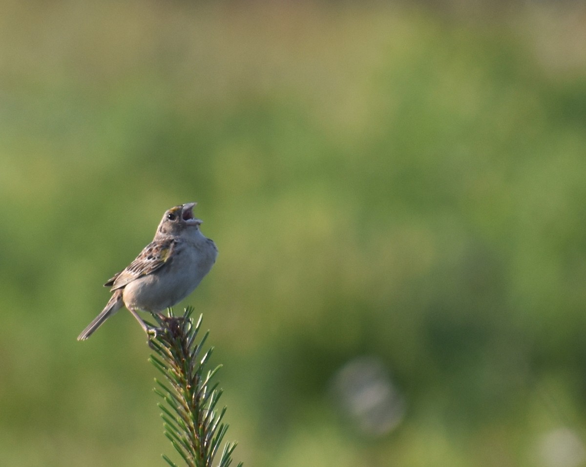 Grasshopper Sparrow - ML620427680