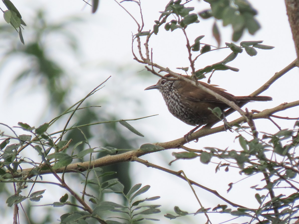 Spot-breasted Wren - ML620427681