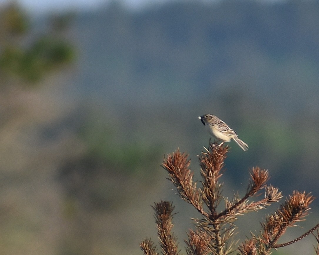 Grasshopper Sparrow - ML620427684