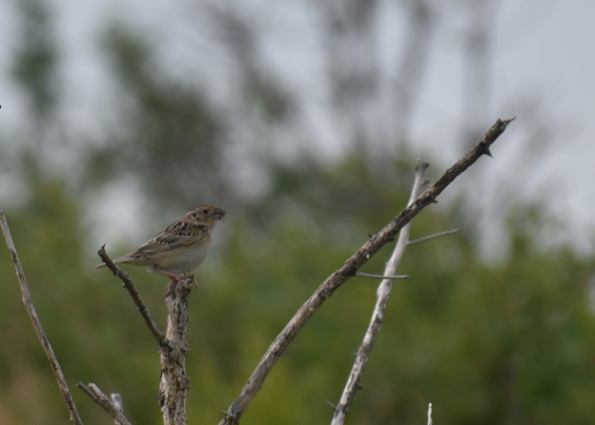 Grasshopper Sparrow - ML620427685