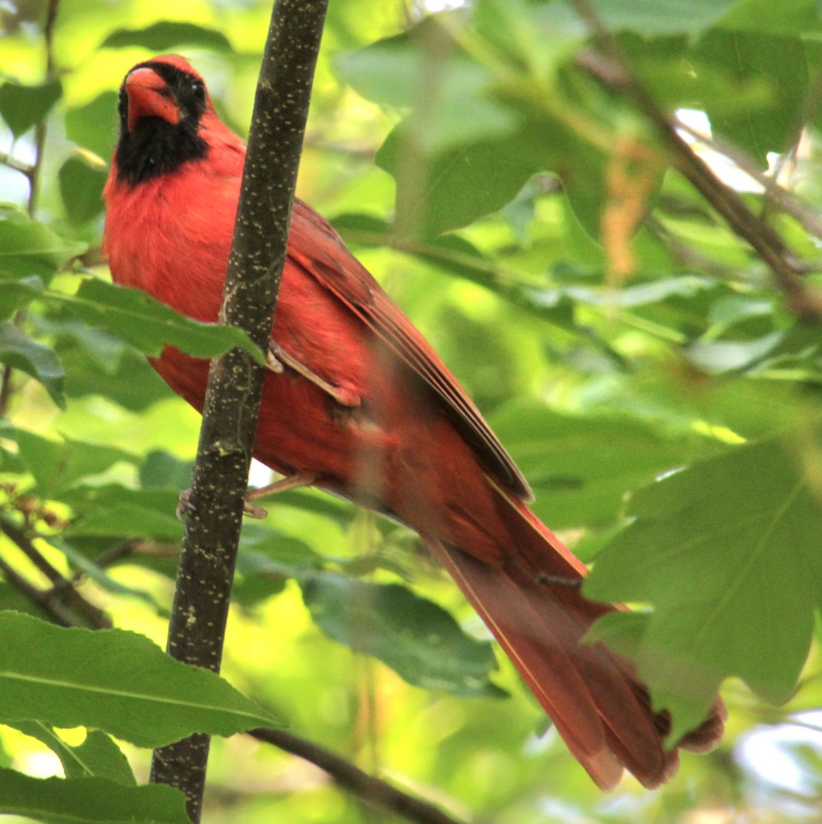 Cardinal rouge - ML620427686