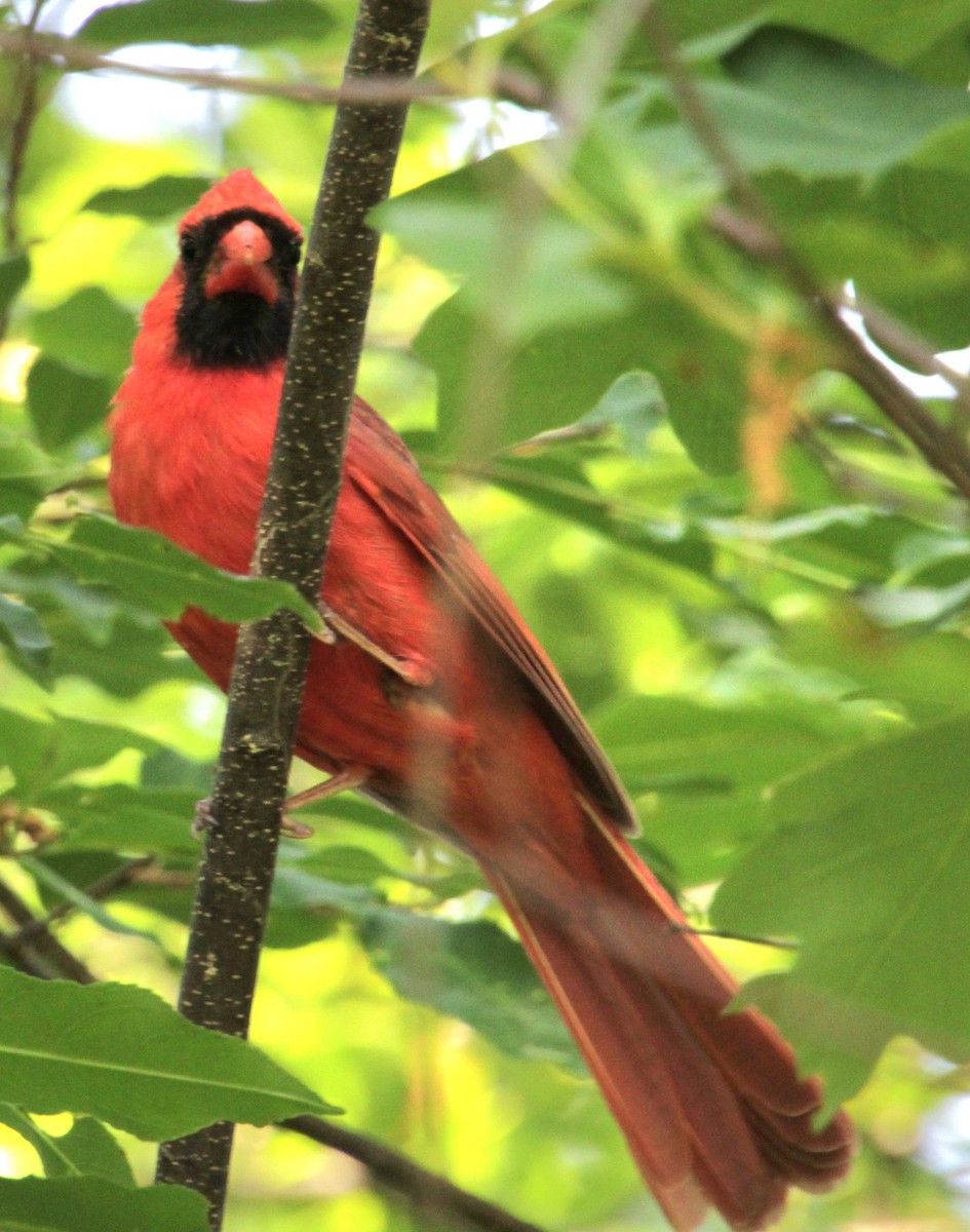 Cardinal rouge - ML620427687