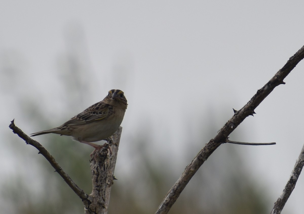 Grasshopper Sparrow - ML620427688