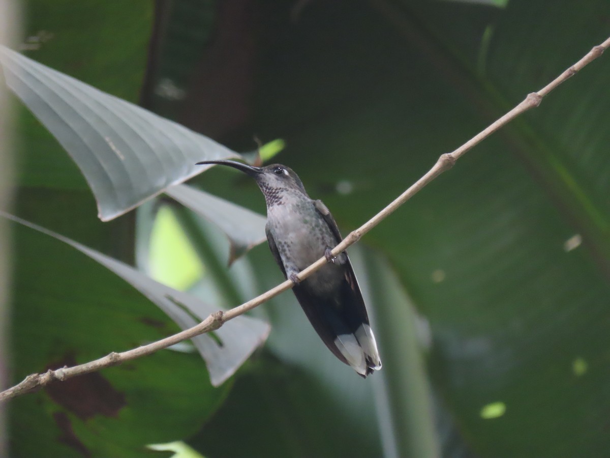 Colibrí Morado - ML620427690