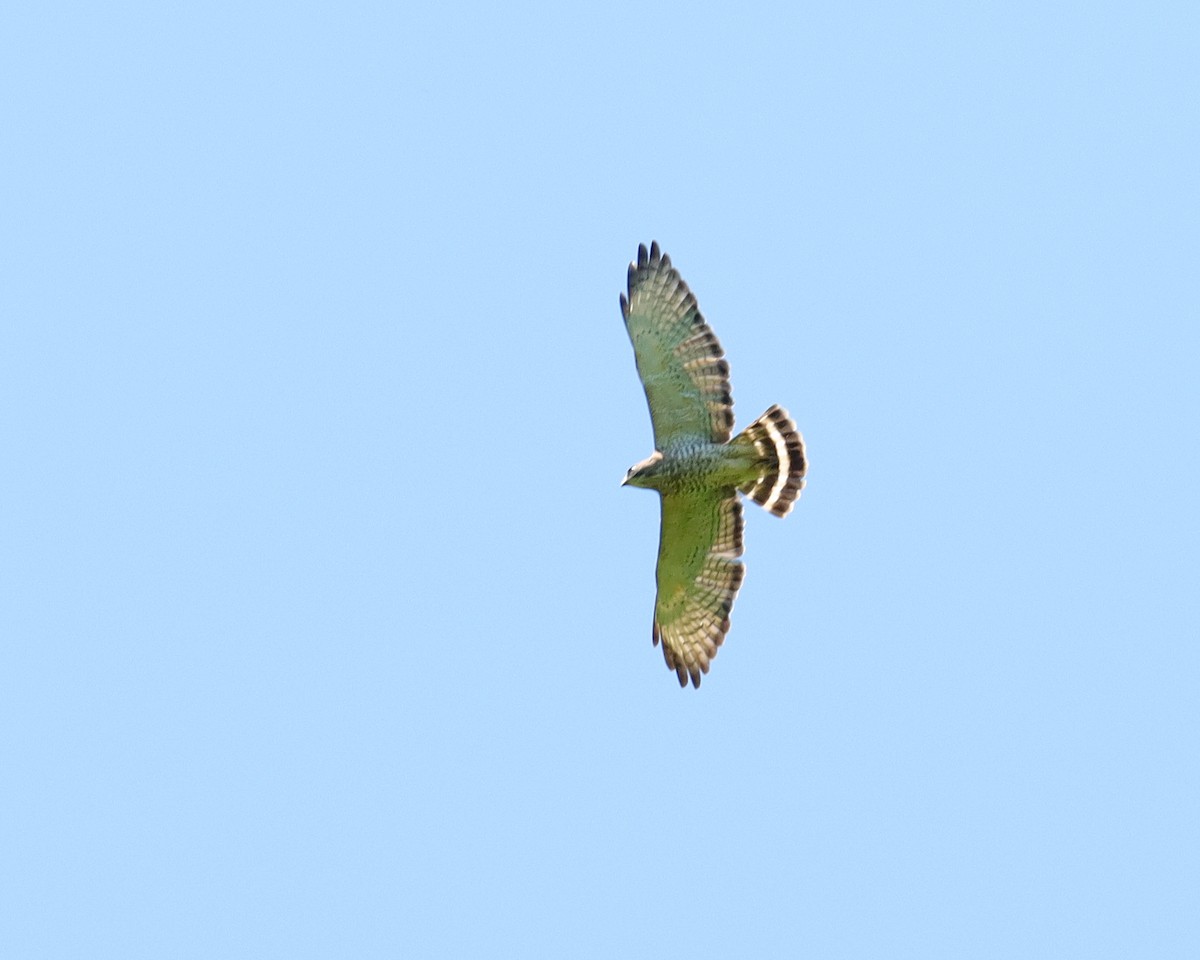 Broad-winged Hawk - ML620427693