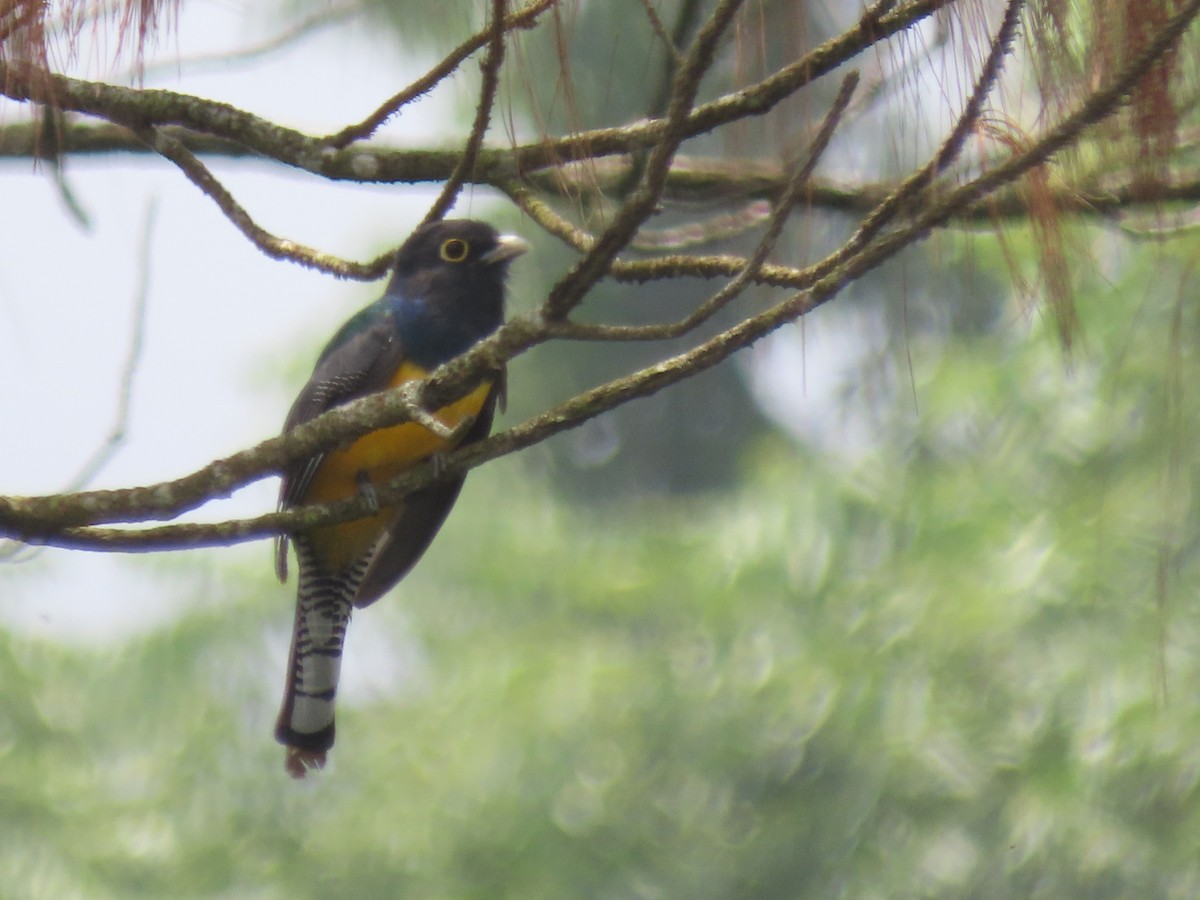 Gartered Trogon - ML620427696