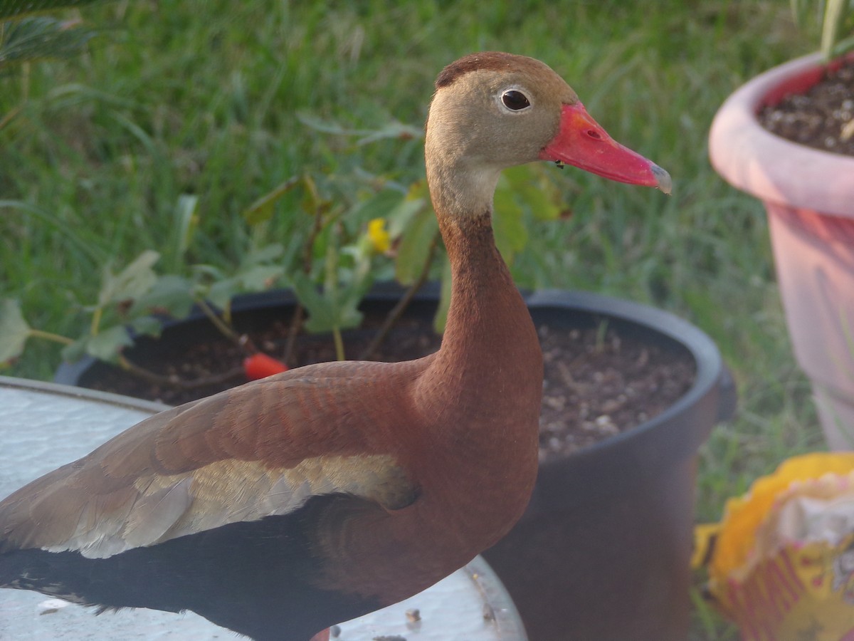 Black-bellied Whistling-Duck - ML620427698